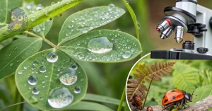 Cursos de Ciências Biológicas online grátis