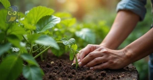 Curso de Curso Livre de Hortoterapia