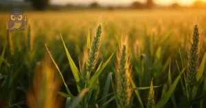 Curso de Curso Livre de Mercado Agrícola