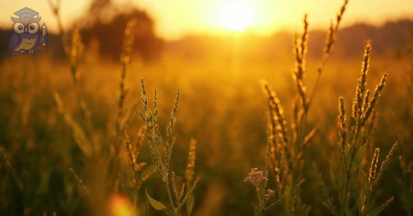 Resumo do curso Produção Agrícola